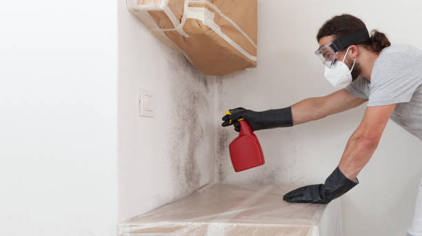 Professional Basement Mold Removal technician working in Milltown, NJ