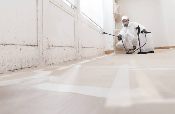 24/7 Emergency Basement Mold Removal experts in Milltown, NJ