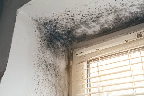 Affordable Basement Mold Removal solutions in Milltown, NJ