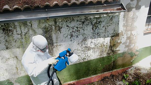 Top rated local Basement Mold Removal specialists in Milltown, NJ